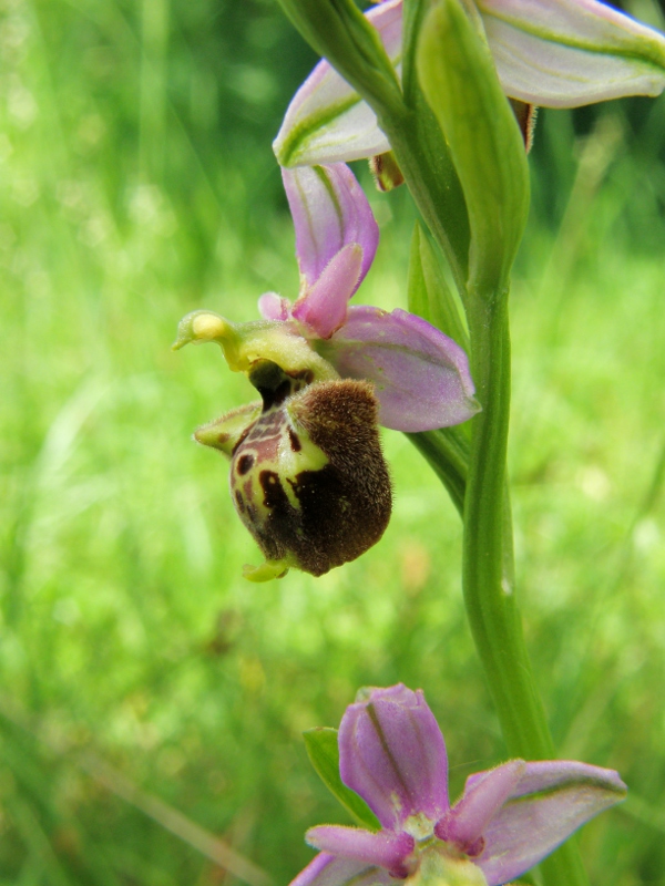 Ophrys holosericea subsp. dinarica ... ?